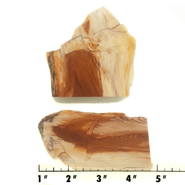 Slab313 - Opalized Wood Slabs
