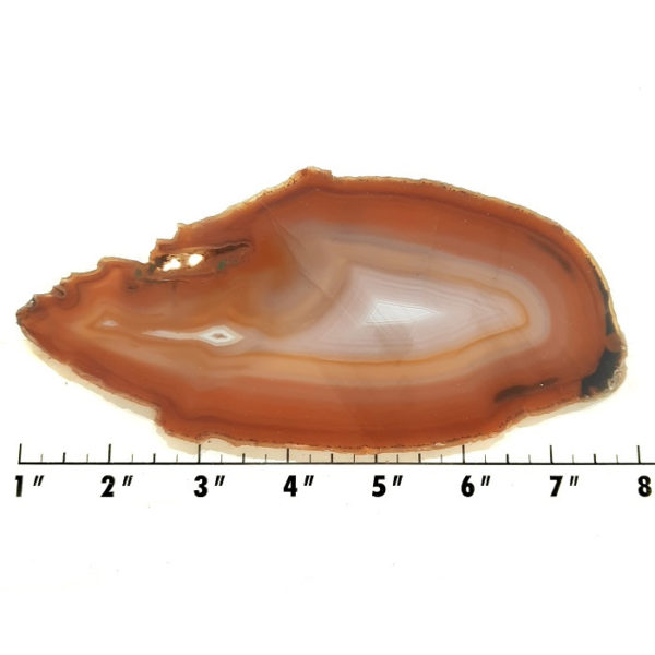 Slab239 - Piranha Agate slab