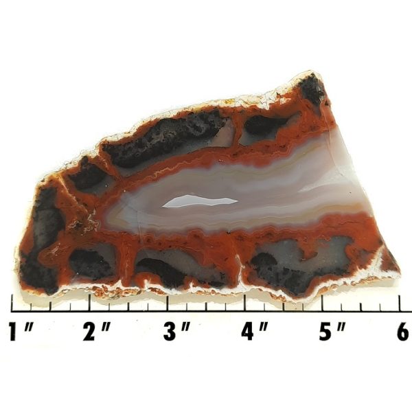 Slab243 - Piranha Agate slab