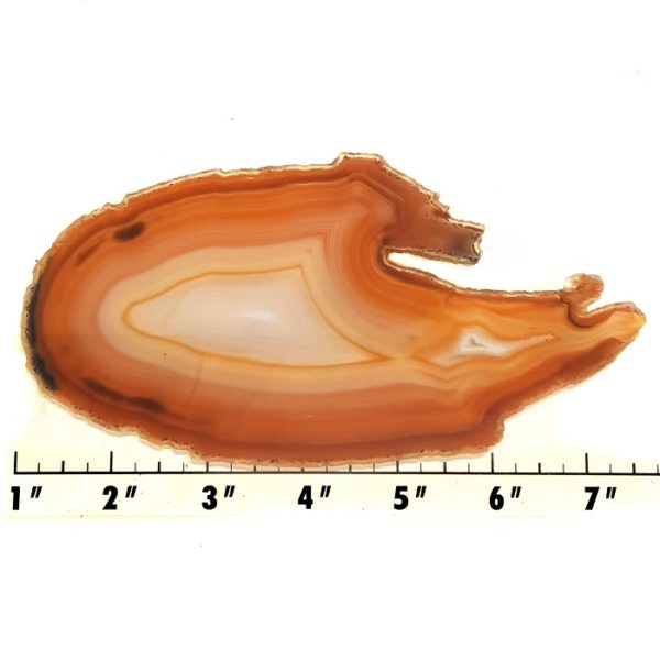 Slab241 - Piranha Agate Slab