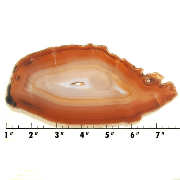 Slab244 - Piranha Agate slab