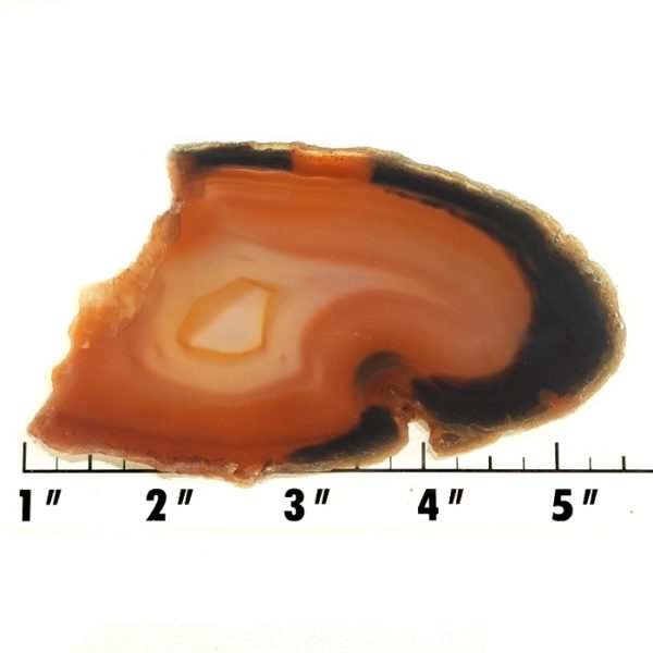 Slab248 - Piranha Agate slab