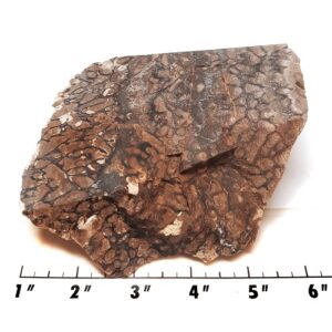 Stromatolite Rough #12