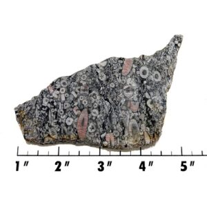 Slab2130 - Crinoid Marble Slab