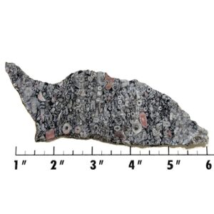 Slab2141 - Crinoid Marble Slab