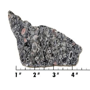 Slab2142 - Crinoid Marble Slab