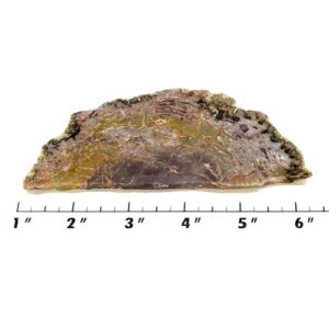 Slab1663 - Coprolite (Fossilized Dinosaur Dung) Slab