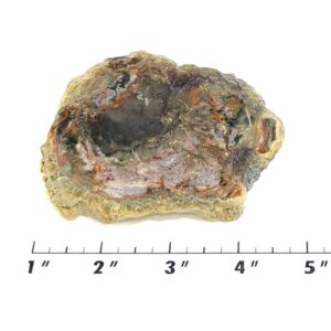 Slab170 - Coprolite (Fossilized Dinosaur Dung) Slab
