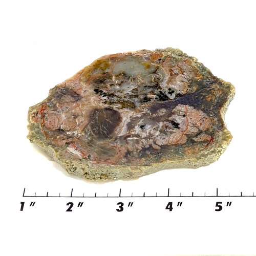 Slab177 - Coprolite (Fossilized Dinosaur Dung) Slab
