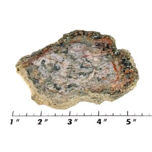 Slab1770 - Coprolite (Fossilized Dinosaur Dung) Slab