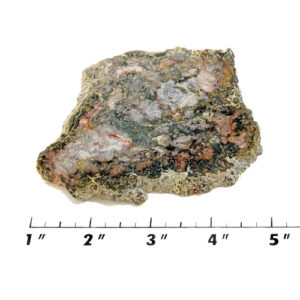 Slab1801 - Coprolite (Fossilized Dinosaur Dung) Slab