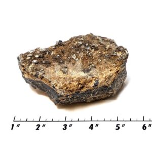 Turritella (Fossil Stone) Rough #7