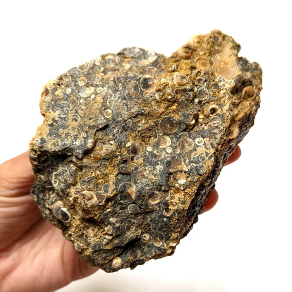 Turritella (Fossil Stone) Rough #6