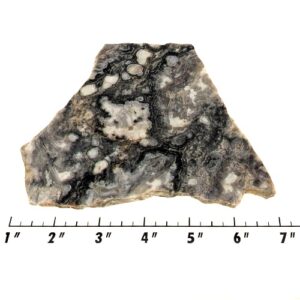 Slab1224 - Ghost Boy Stromatolite slab