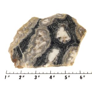 Slab1254 - Ghost Boy Stromatolite slab