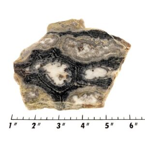 Slab1258 - Ghost Boy Stromatolite EXTRA THICK slab