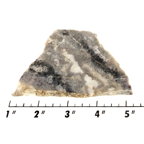 Slab1275 - Ghost Boy Stromatolite slab