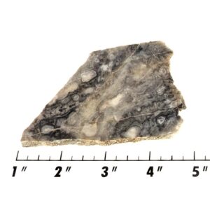 Slab1297 - Ghost Boy Stromatolite slab