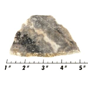 Slab1299 - Ghost Boy Stromatolite slab