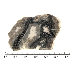 Slab1080 - Ghost Boy Stromatolite slab
