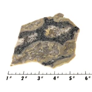 Slab1120 - Ghost Boy Stromatolite slab