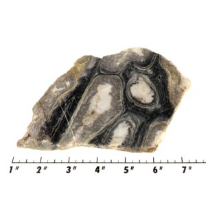 Slab12 - Ghost Boy Stromatolite slab