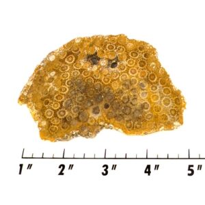 Slab156 - Petrified Coral