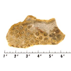 Slab1582 - Petrified Coral