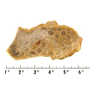 Slab1597 - Petrified Coral