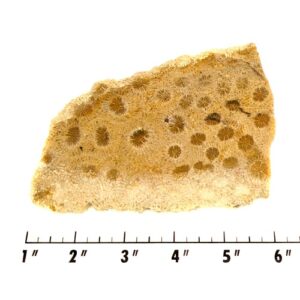 Slab1599 - Petrified Coral