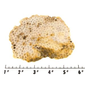 Slab16 - Petrified Coral
