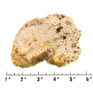 Slab1613 - Petrified Coral