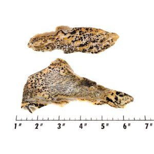 Slab1178 - Dendritic Leopard Jasper