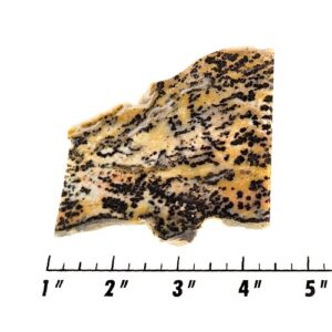 Slab1153 - Dendritic Leopard Jasper