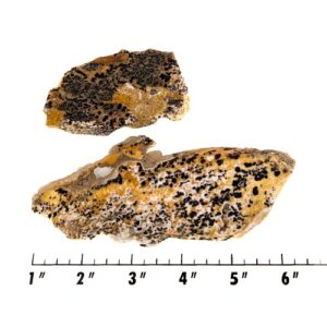 Slab1154 - Dendritic Leopard Jasper