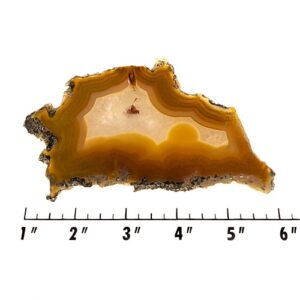 Slab2210 - Piranha Agate