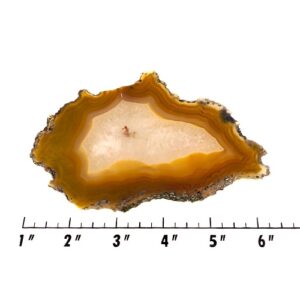 Slab2212 - Piranha Agate
