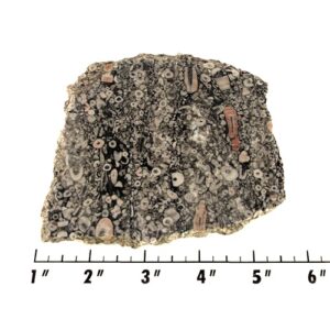 Slab2308 - Crinoid Marble