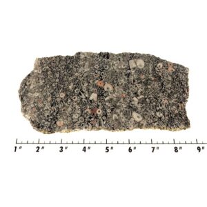 Slab2317 - Crinoid Marble