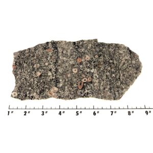Slab2318 - Crinoid Marble
