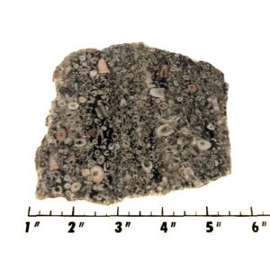 Slab2309 - Crinoid Marble
