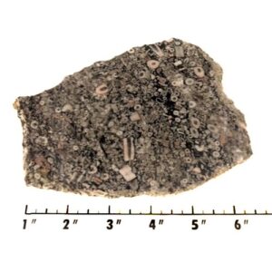 Slab2310 - Crinoid Marble