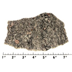 Slab2312 - Crinoid Marble