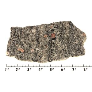 Slab2316 - Crinoid Marble